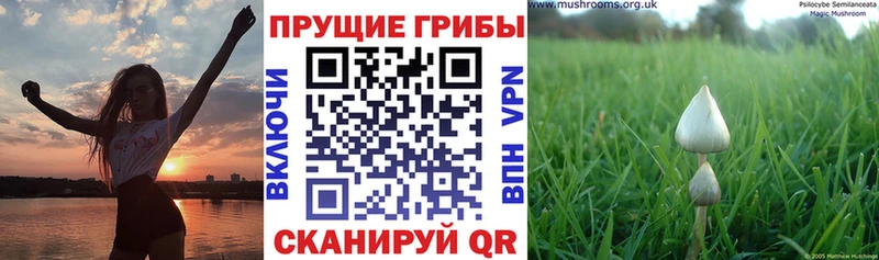 Купить где  Луза  Галлюциногенные грибы ЛСД 
